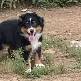 Boy5 - Red tri-color male Miniature American Shepherd puppy in Harmony, North Carolina from Carolina Pride Aussies