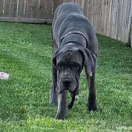 Bruce - Great Dane