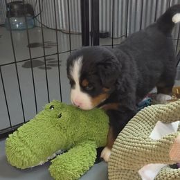 Niko - Black rust and white male Bernese Mountain Dog puppy in Radcliffe, Iowa from Berner Babies