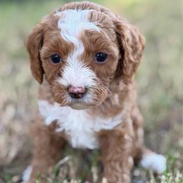 Love - Red  female Goldendoodle puppy in Newnan, Georgia from Wagging Tailz Pups