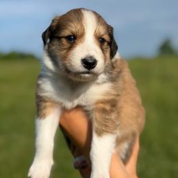 Alba - Sable and white female Old Time Scotch Collie puppy in Hogansville, Georgia from Goshen Highlands