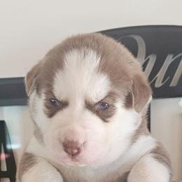 Luna - Sable and white female Siberian Husky puppy in Springfield, Massachusetts from 16acreshuskies