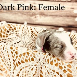 Bernedoodle and Poodle Puppies from Florida Prancy Paws