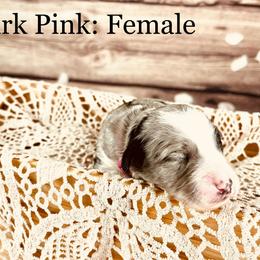 Bernedoodle and Poodle Puppies from Florida Prancy Paws