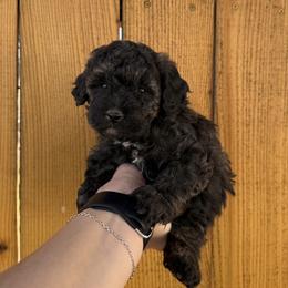 Maeve - Tri-color female Bernedoodle puppy in California from Wild Roots Doodles