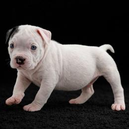 Ryder - White male American Bully puppy in Conroe, Texas from Titanium Kilo Kennels Texas
