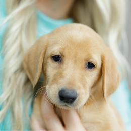 Darcy - Yellow female Labrador Retriever puppy in Allons, Tennessee from UC Labradors LLC