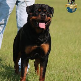 Bella - Rottweiler