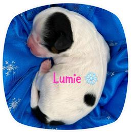 Lumie - Tri-color female Cavapoo puppy in Cameron, South Carolina from Sassy Sailor & Company
