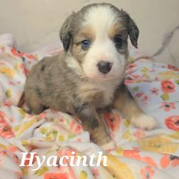 Hyacinth - Blue merle female Toy Australian Shepherd puppy in Bethany, Oklahoma from Donna's Toy & Mini Aussies