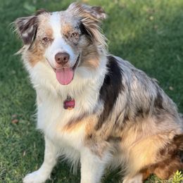 Australian Shepherds from Otter Dog Aussies