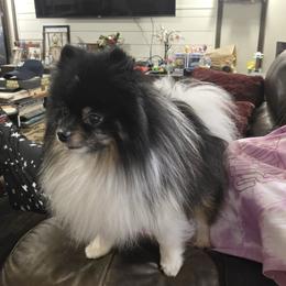 Chief - Black and tan parti male Pomeranian puppy in Smithville, Texas from Lafary Poms
