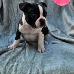 F2 - Brindle and white female Boston Terrier puppy in Newton Grove, North Carolina from Sassifras Boston Terriers