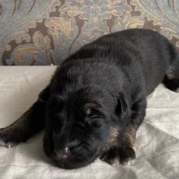 White collar girl - Black and red female German Shepherd puppy in Coleta, Illinois from Four Leaf Farm- Vom Vierblättriges Bauernhof