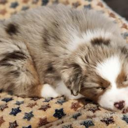 Miniature American Shepherd Puppies from Enchanted Mesa Miniature American Shepherds