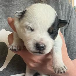 Boy 2 - Blue male Australian Cattle Dog puppy in Norton, Ohio from Australian Cattle Dog Company