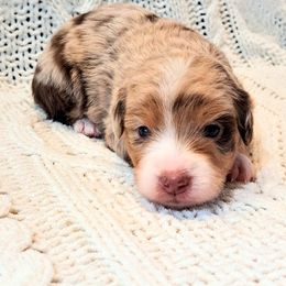 Girl 1 - female Miniature Australian Shepherd puppy in Moscow, Idaho from Panhandle Australian Shepherds