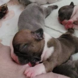French Bulldogs from Precious Paw's