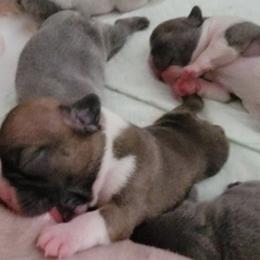 French Bulldogs from Precious Paw's