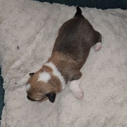 Ruby - Sable and white Cardigan Welsh Corgi puppy in Myton, Utah from Cardigan Corgi Cuties 💓