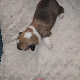 Ruby - Sable and white Cardigan Welsh Corgi puppy in Myton, Utah from Cardigan Corgi Cuties 💓
