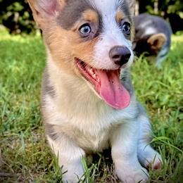 Juniper-Beautiful tri girl with natural long tail - Blue female Pembroke Welsh Corgi puppy in Taylorsville, North Carolina from Mill Creek’s Pembroke Welsh Corgis and French Bulldogs