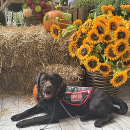 Labrador Retriever Puppies from Rose Gold Retrievers