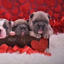 French Bulldog Puppies from Bullish Pride