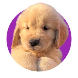 Dark Purple - Light golden Golden Retriever puppy in Lakeville, Massachusetts from Platinum Golden Retrievers