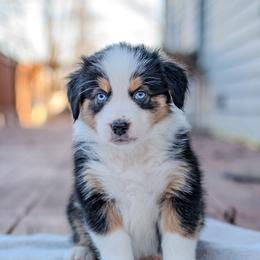 Australian Shepherd Puppies from FireHart Aussies