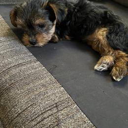 Zoe - Black and tan female Yorkshire Terrier puppy in Boston, Massachusetts from Little Yorkes of Boston