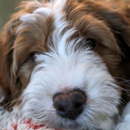 Goldendoodle All Grown Up from Golden Hearted Goldendoodles