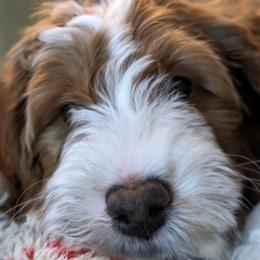 Goldendoodle All Grown Up from Golden Hearted Goldendoodles