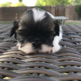 Shih Tzu Puppies from Willow Lane Shih Tzus