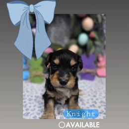 Knight - male Cavapoochon puppy in Bullard, Texas from Cavapoochon Central LLC