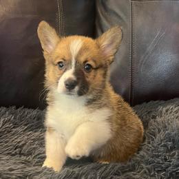 MN - F2 - Sable female Pembroke Welsh Corgi puppy in Stockton, Iowa from Infinity Corgis