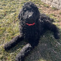 Olive - Black Poodle puppy in Riverton, Utah from Stormy Skye Poodles