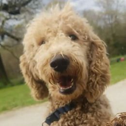 Scooby - Poodle