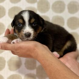 Birch - Black tri-color male Australian Shepherd puppy in Salinas, California from AA Aussies