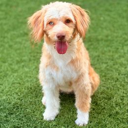 Mia - Aussiedoodle