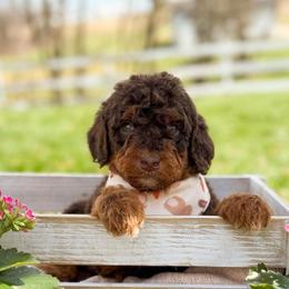 Heath - Boy 1 - Phantom male Bernedoodle puppy in Bellville, Ohio from Bernedoodle Buddies