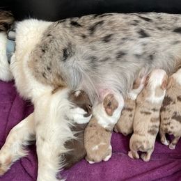 Miniature Australian Shepherds from House of Auss