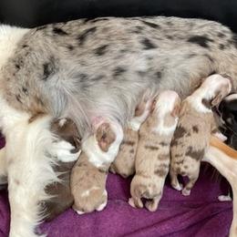 Miniature Australian Shepherds from House of Auss