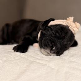 Ink - Black female Australian Labradoodle puppy in Citrus Heights, California from Elite Blend Labradoodles