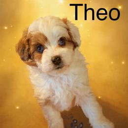 Tom Turkey - Brown and white male Aussiedoodle puppy in Fredonia, Pennsylvania from Drew’s Aussies & Doodles
