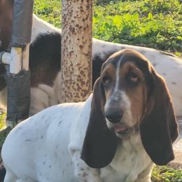 Girl 4 - Black brown and white Basset Hound puppy in Mercedes, Texas from Long's Mount Olympus Basset Hounds