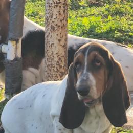 Girl 4 - Black brown and white Basset Hound puppy in Mercedes, Texas from Long's Mount Olympus Basset Hounds