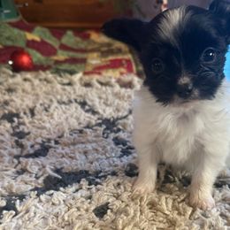 Skye - White and black female Papillon puppy in Powell, Wyoming from Heart Mountain Kennels