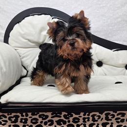 Stokes - Blue and gold male Yorkshire Terrier puppy in Monticello, Iowa from Ashley’s Puppies