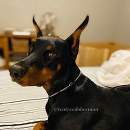 Ezra - Doberman Pinscher